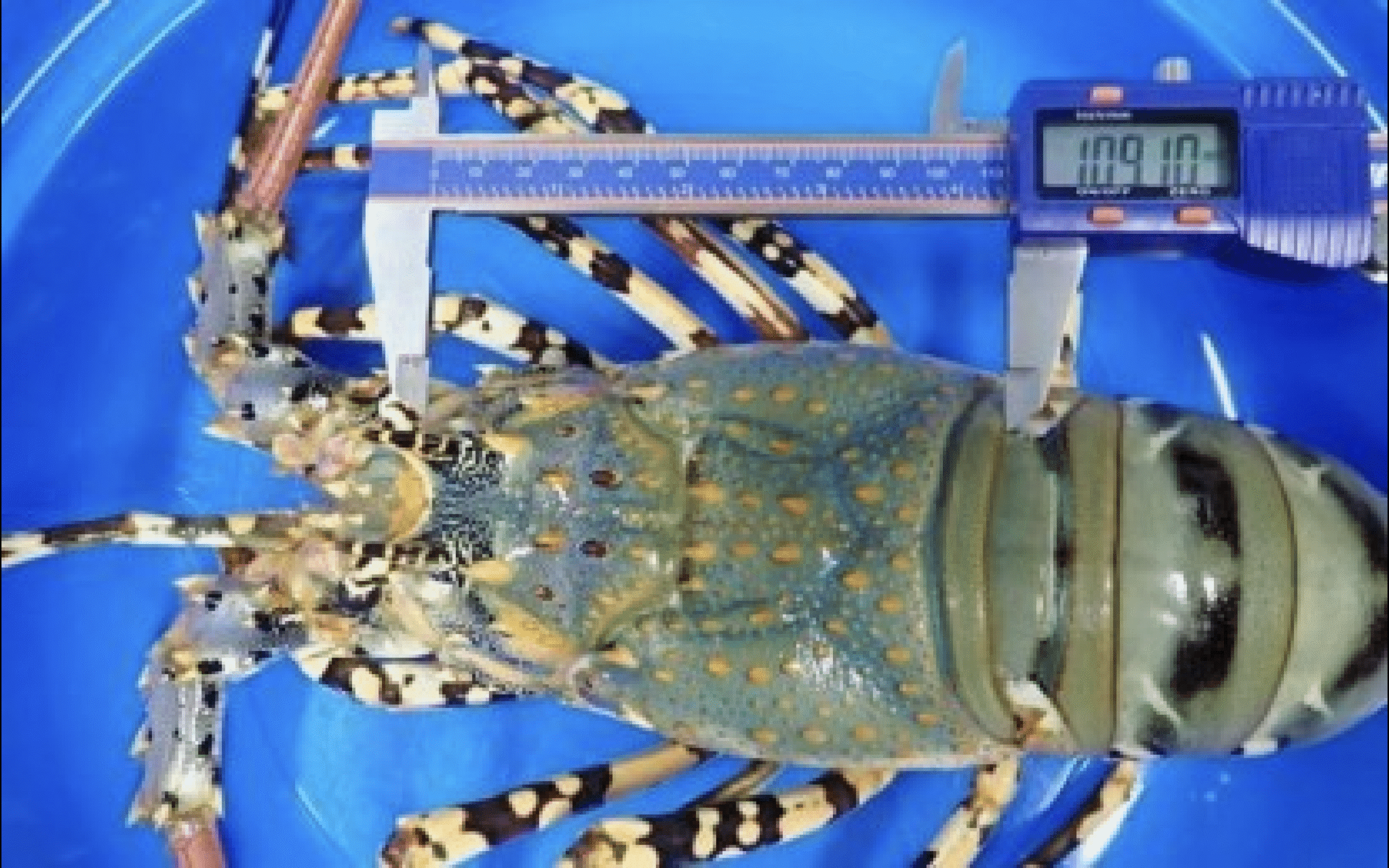 Iloilo aquaculture center eyes farming techniques for spiny lobster