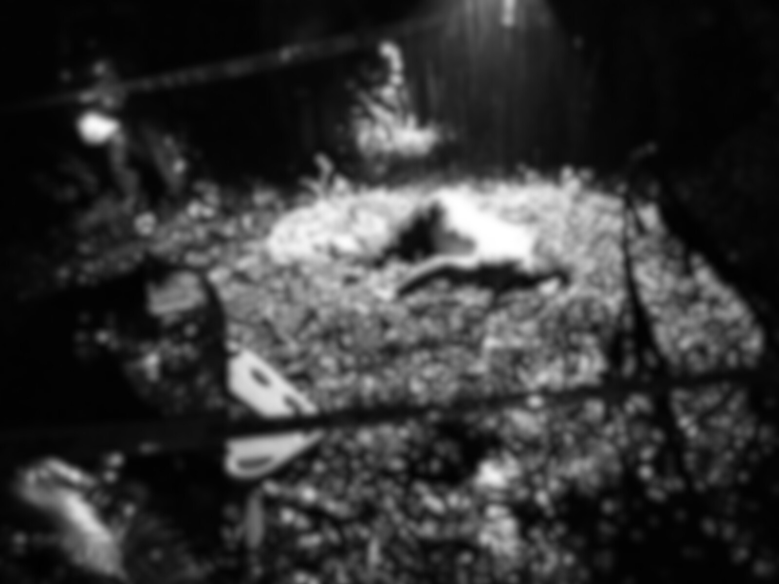 Murder suspect shot dead in Camarines Sur; 4 cops to face raps