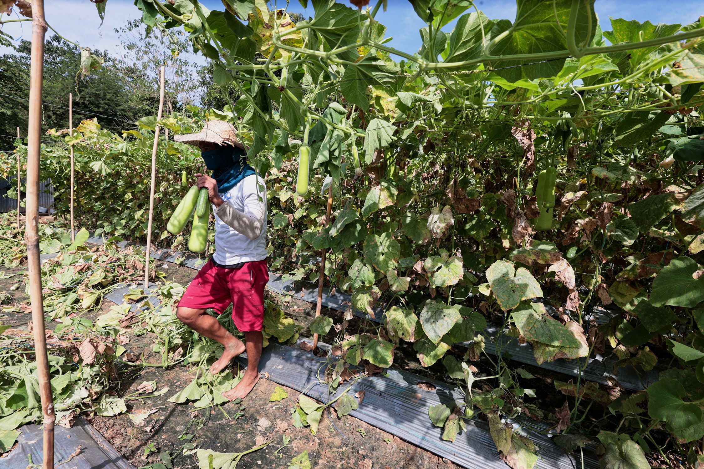 P3,000 monthly pension for elder, disabled farmers pushed