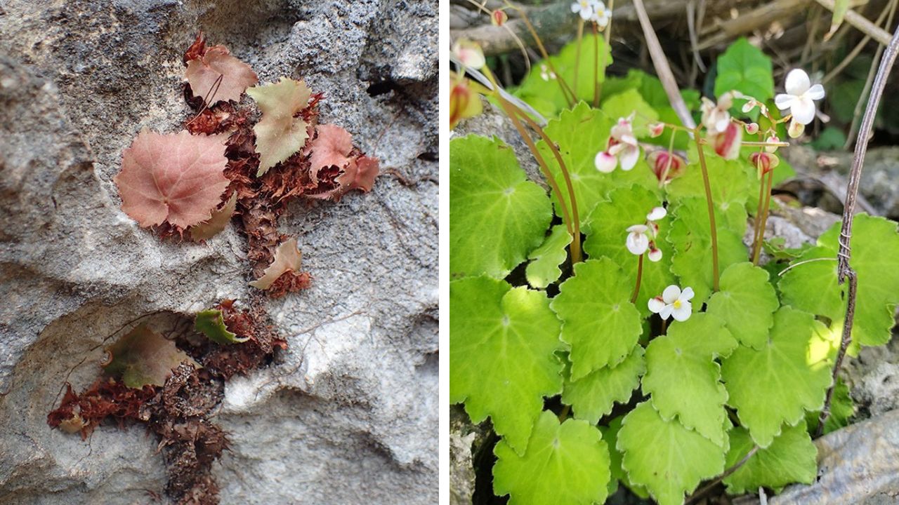 New Begonia species found on Mindoro island