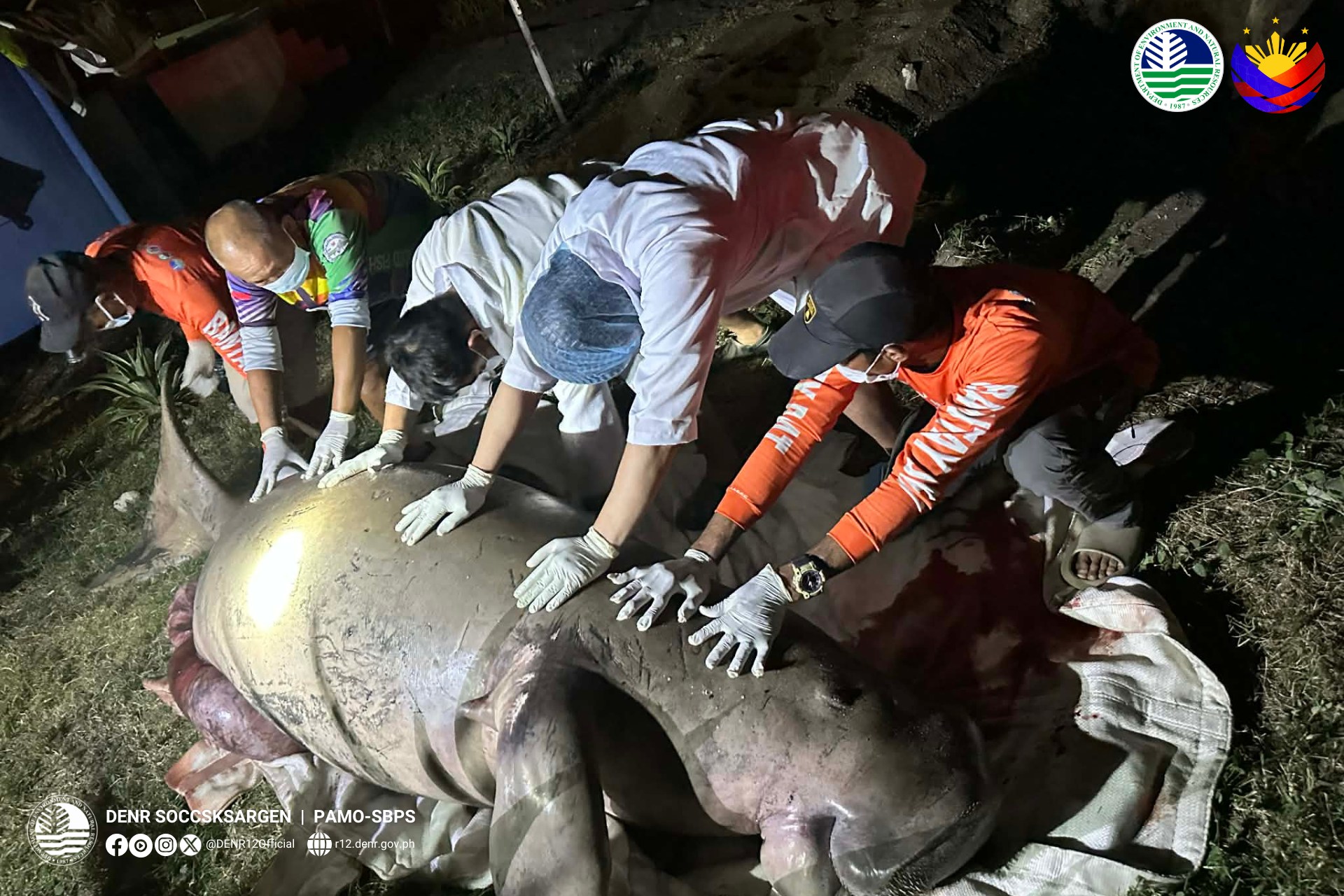 Mother, calf dugongs seen; pregnant dugong found dead in Sarangani Bay