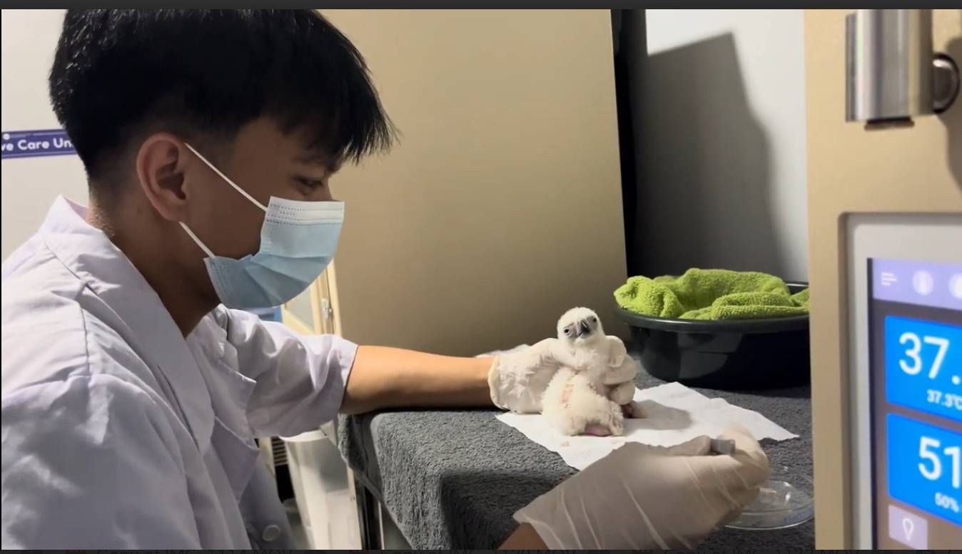 Davao bird sanctuary produces new Philippine eagle chick