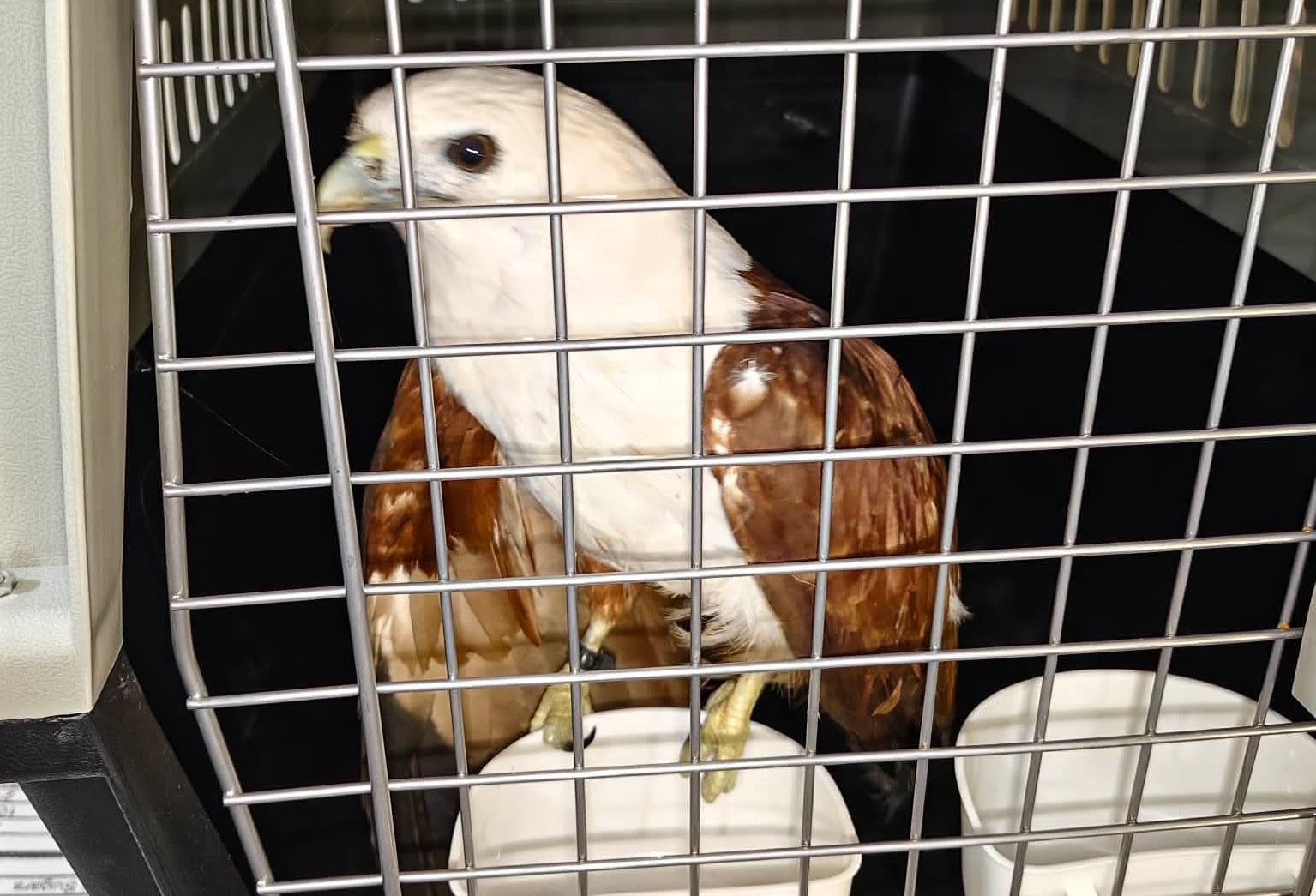 Residents rescue distressed Brahminy Kite in Samar