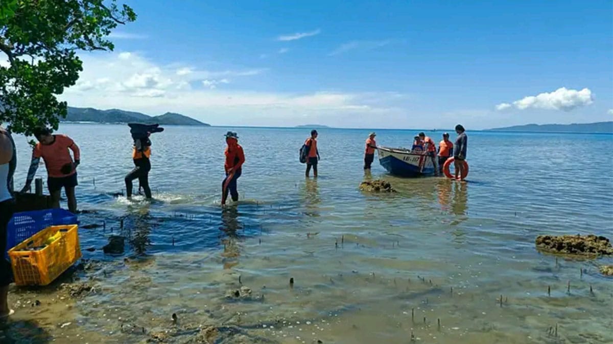 Crown-of-thorns starfish cleared from Leyte reefs