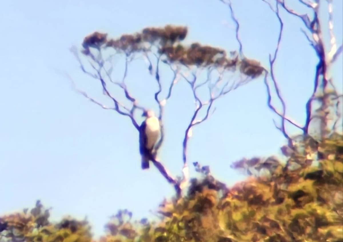 The Philippine Eagle as sighted in Ayod, Dinapigue, Isabela on May 7.