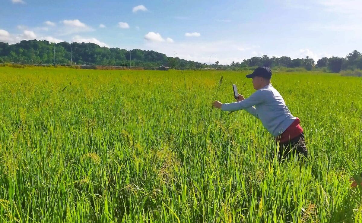 The Department of Agriculture (DA) has made available P210.93 million worth of agricultural inputs for farmers and fisherfolk affected by the enhanced southwest monsoon, or habagat, and Tropical Cyclones Luis, Maymay and Neneng.