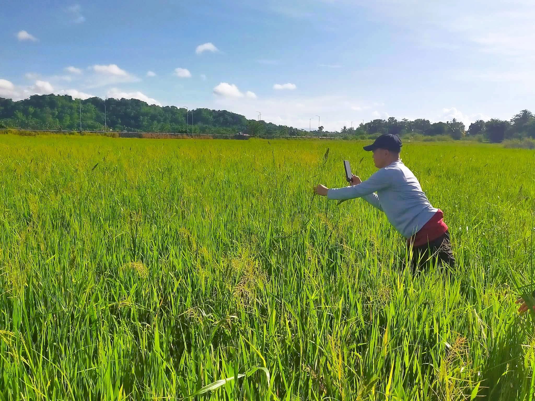 Brown spot remains top rice disease in Western Visayas