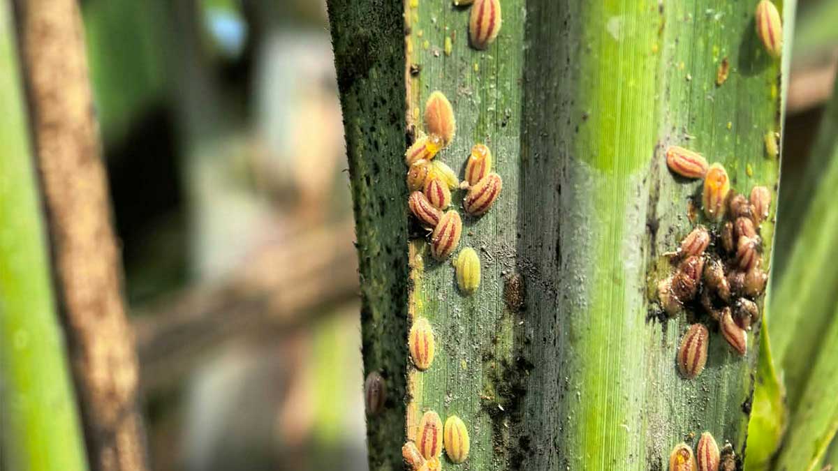 Calamity state to stay in Negros Occidental amid infestation
