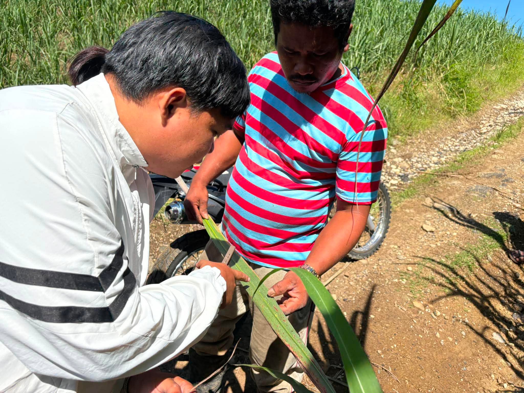 Sinisira ng mga peste ang mga taniman ng tubo sa Bukidnon Sinisira ng mga peste ang mga taniman ng tubo sa Bukidnon