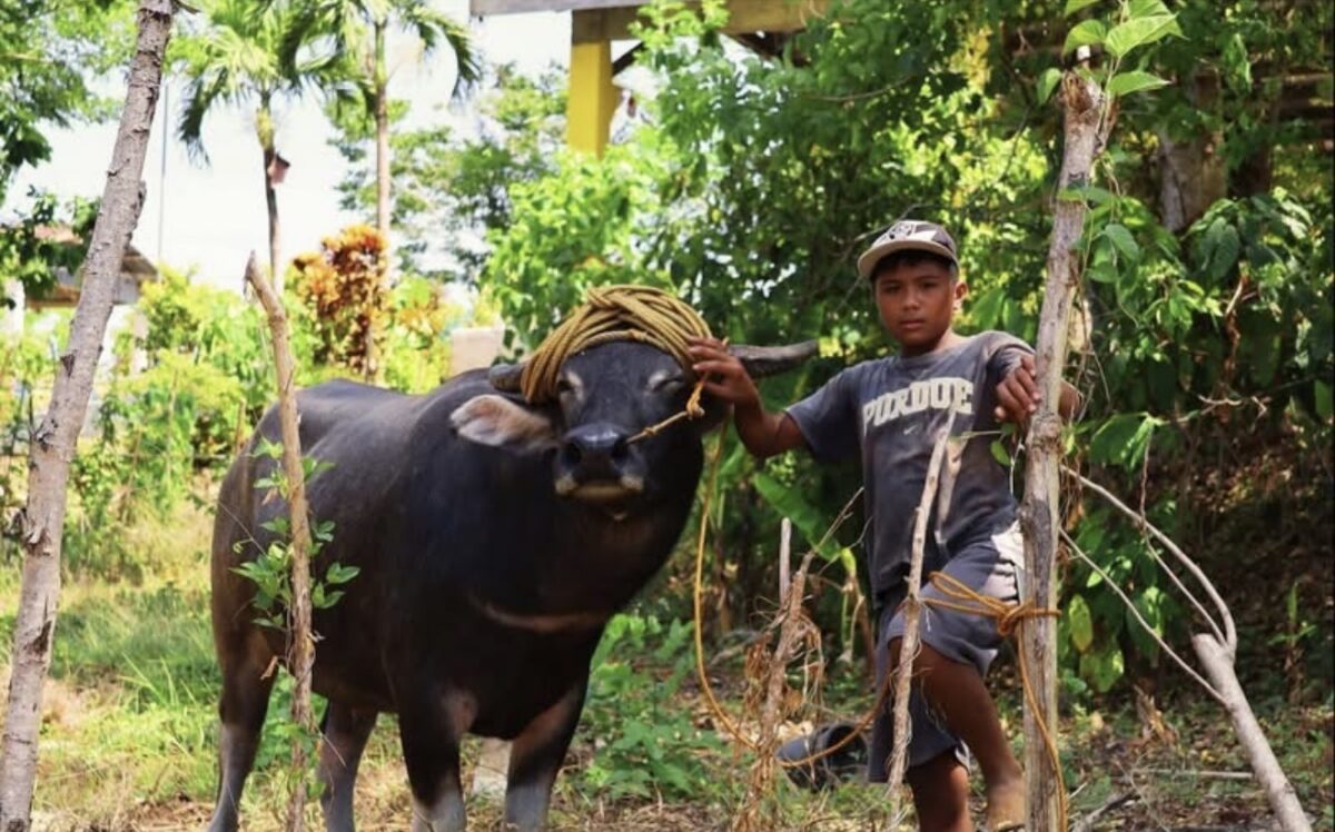 Student, pet carabao help in Brigada Eskwela cleanup in Cagayan
