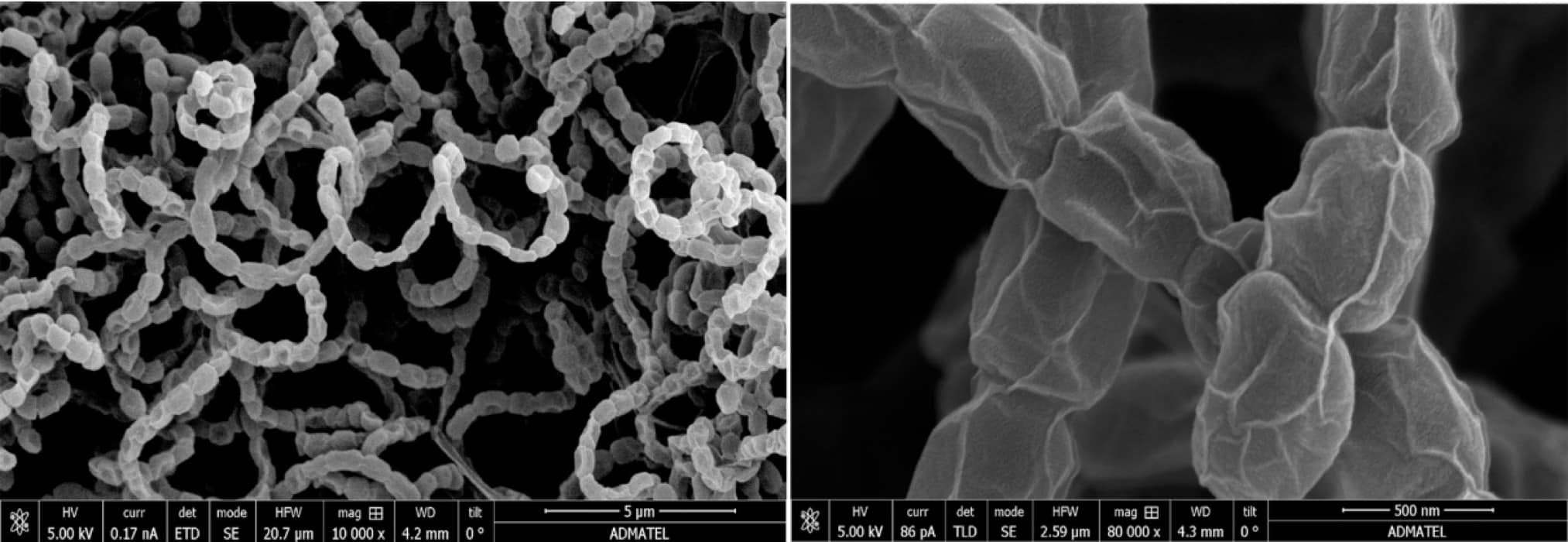 UP researchers identify new Mayon bacteria with antibiotic potential