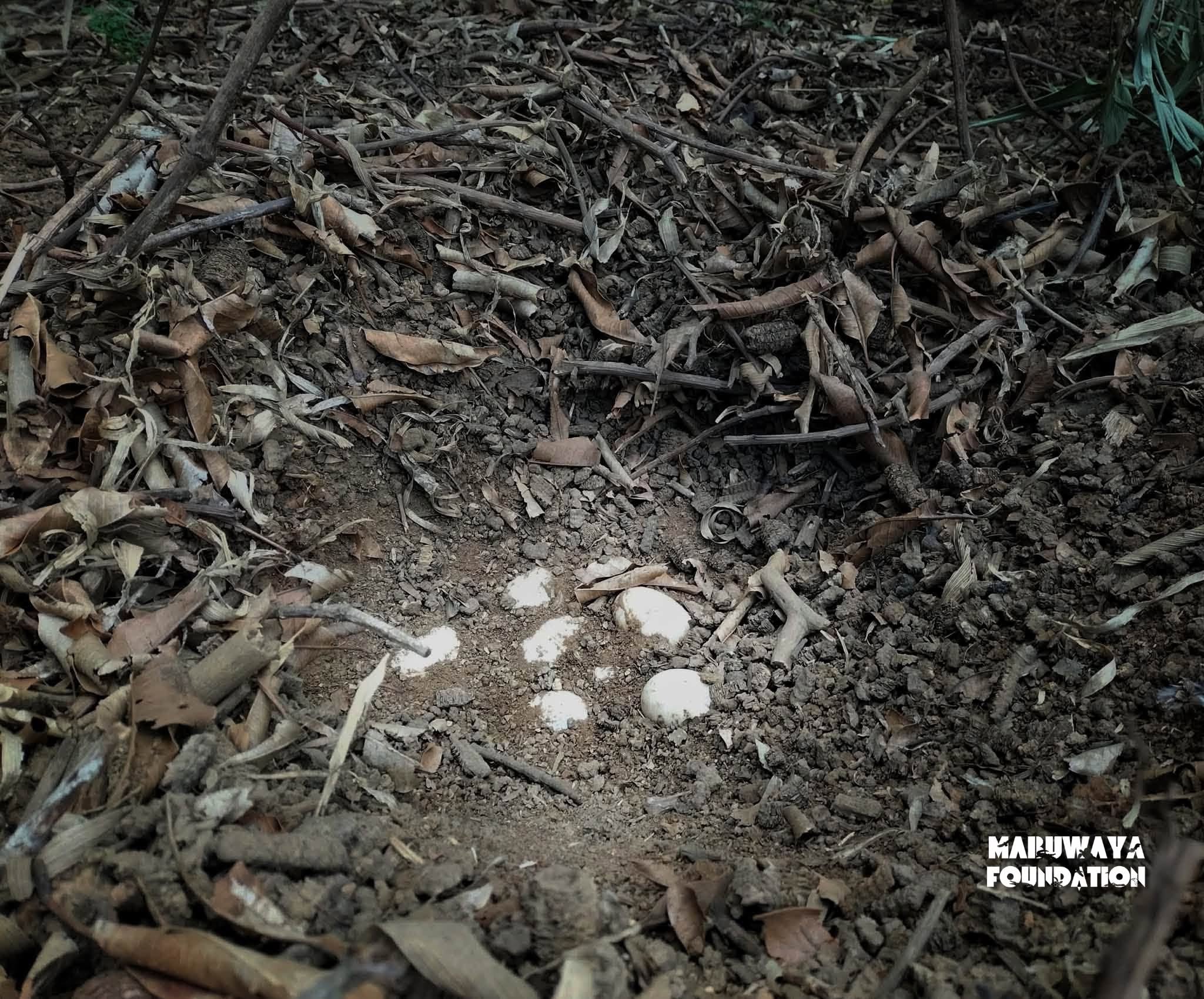 Children discover, protect critically endangered endemic crocodile nest