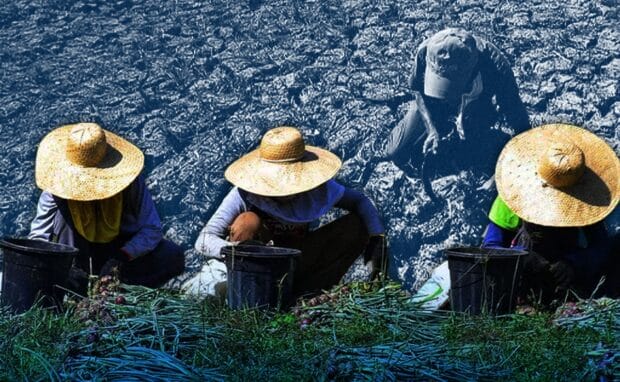 Farmer's hope withers as prolonged dry spell cracks Isabela soil