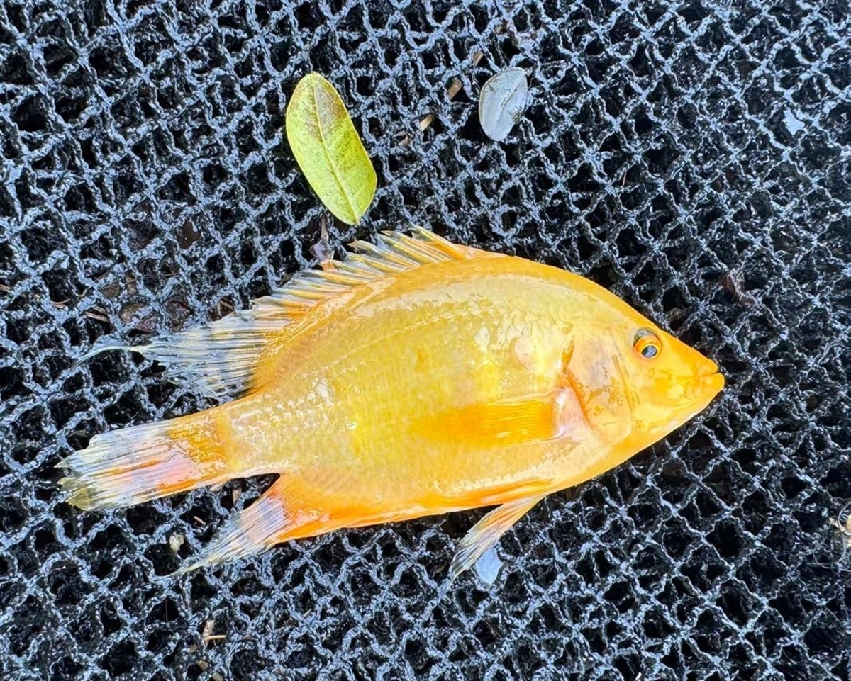 Invasive aquarium fish threatens biodiversity in Laguna's Lake Sampaloc