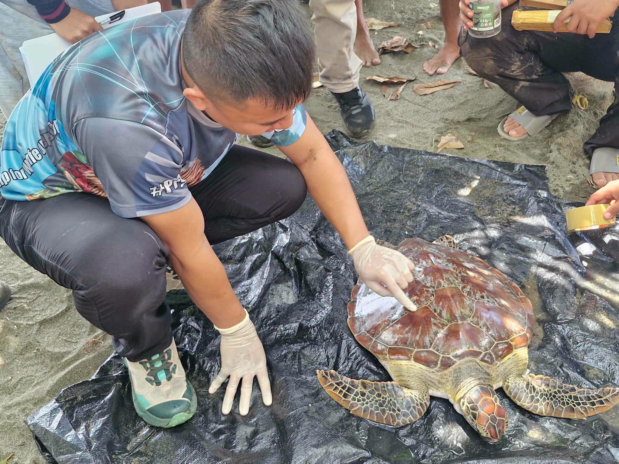 Endangered pawikan released in Zamboanga del Norte