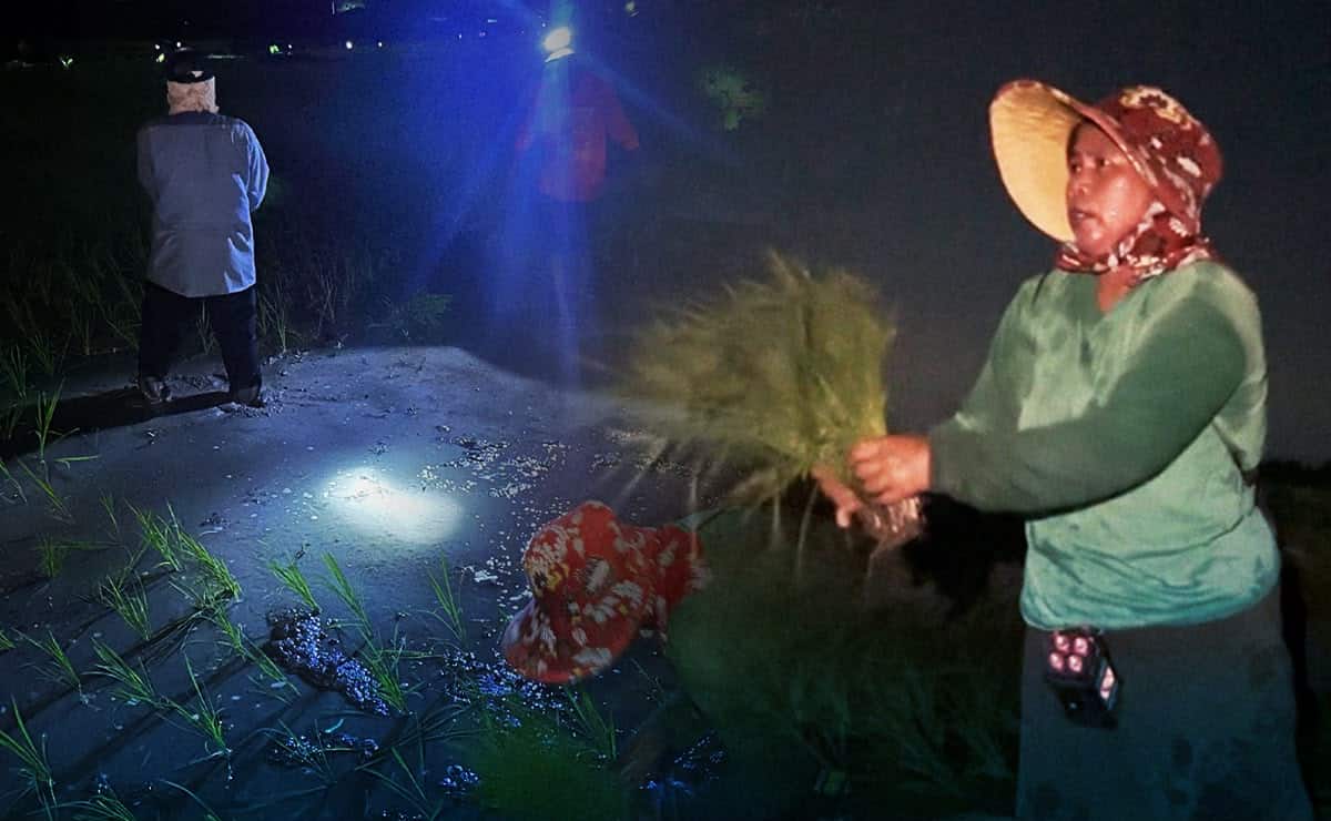 As heat worsens, Isabela farmers shift work to midnight