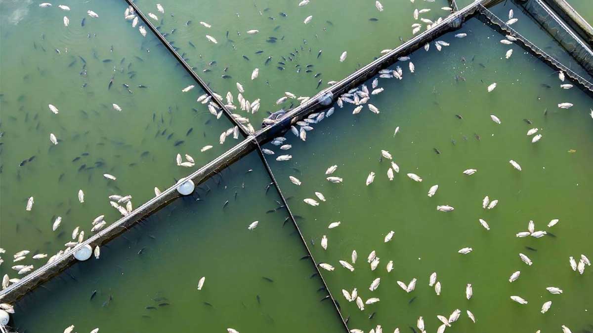 Growers rush emergency harvest as fish kill hits South Cotabato town