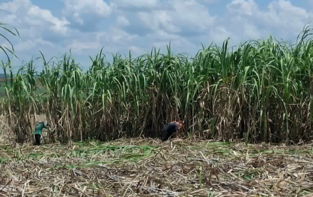 Mindanao groups warn against sugarcane planting amid super El Niño