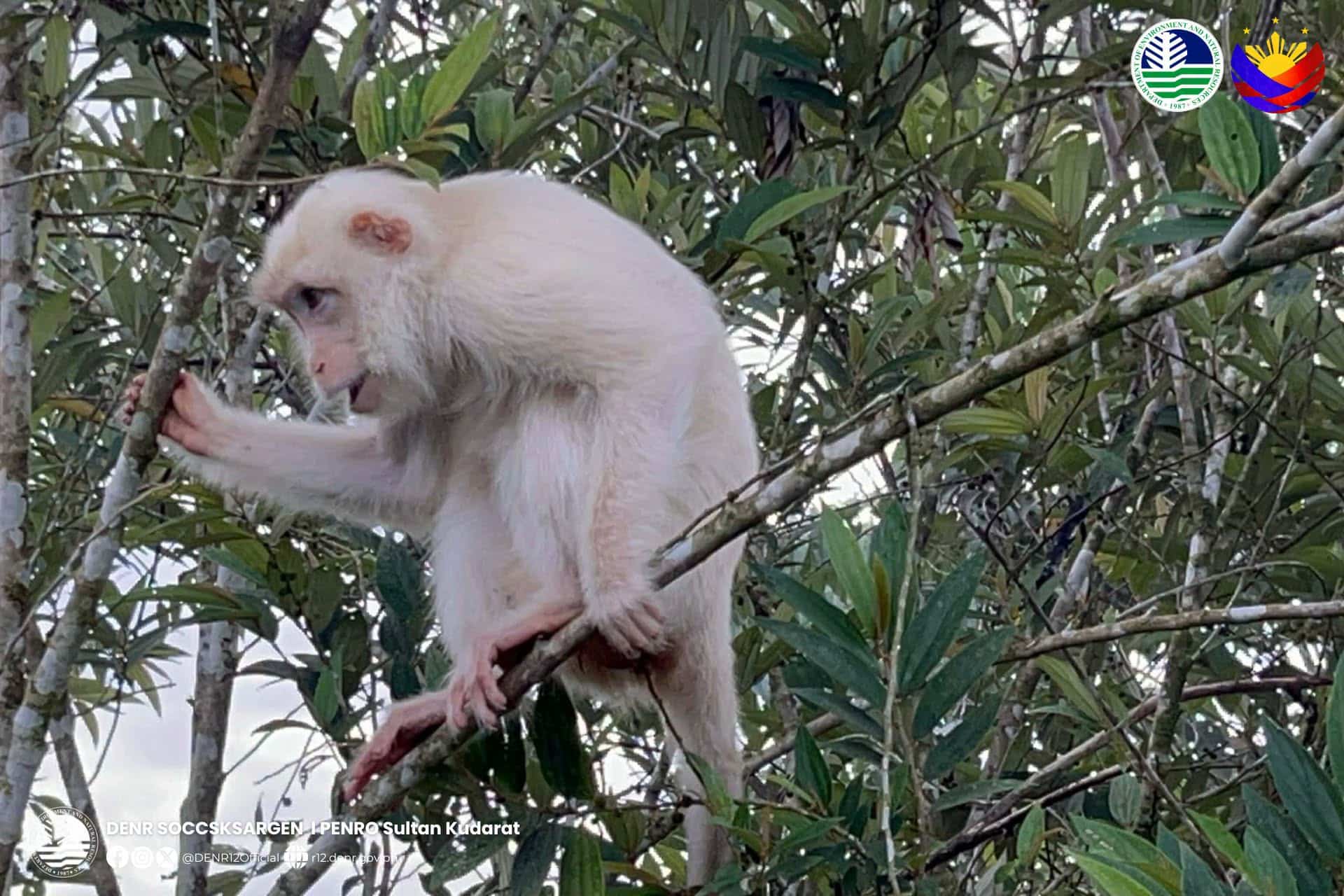 Rare white monkey spotted in Sultan Kudarat village