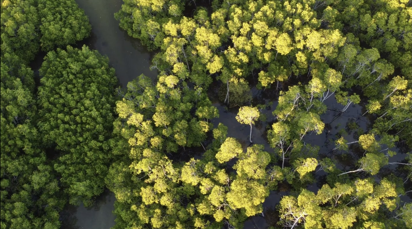 ₱38-trillion forest investments to create jobs, boost rural livelihoods – DENR