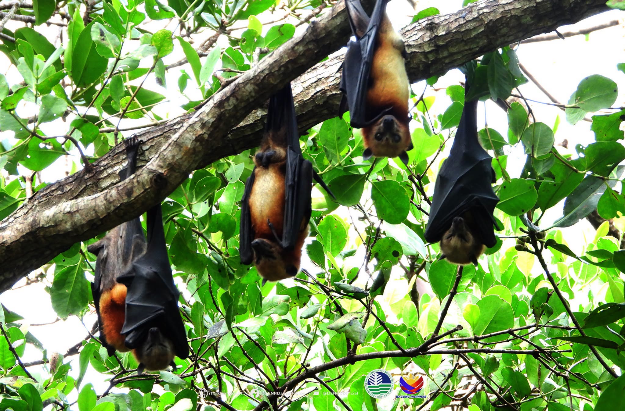 Up to 17,500 threatened flying foxes recorded in Davao Occidental