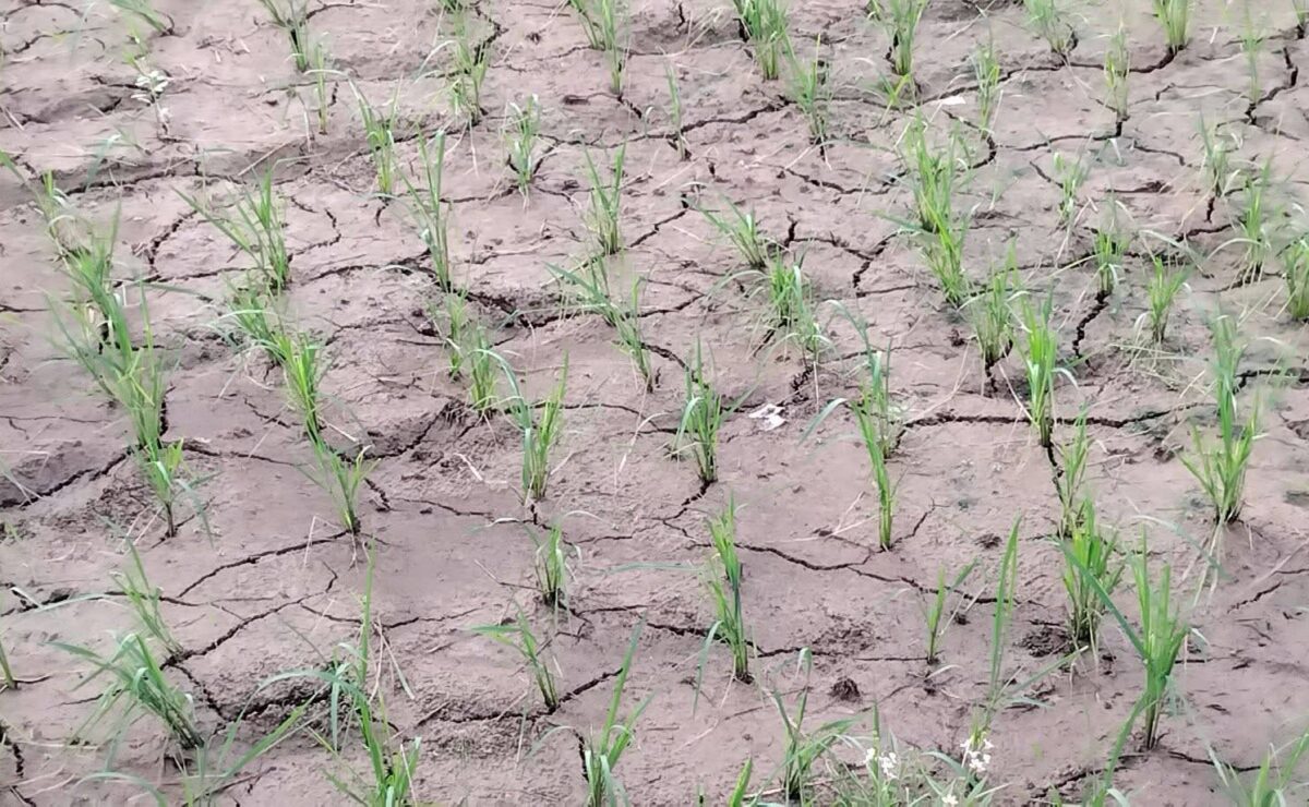 Drought forecast to hit more areas until March 2027 - Pagasa
