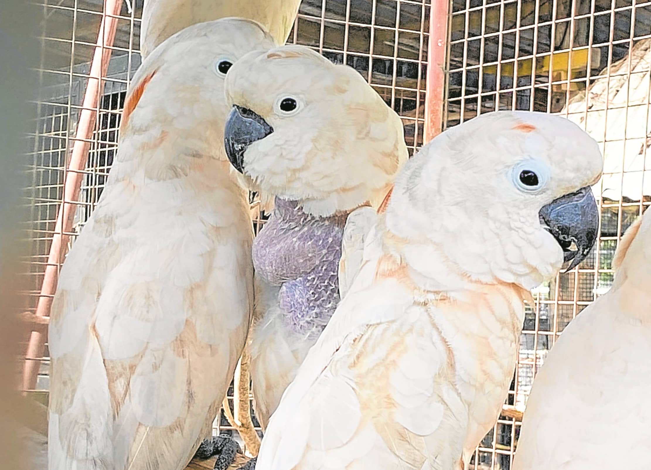 Tackling illegal wildlife trade, from Cartimar to the internet miniatura