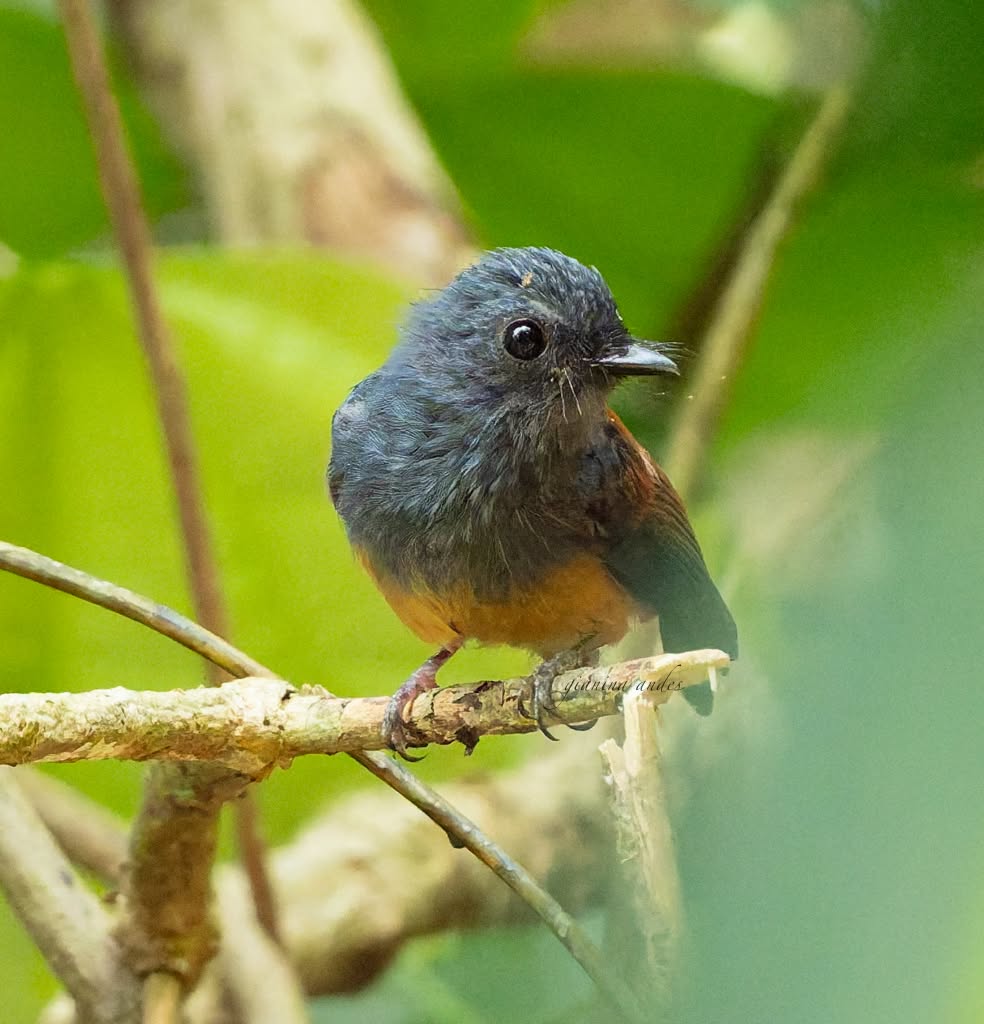 Blue-headed Fantail (Rhipidura cyaniceps)