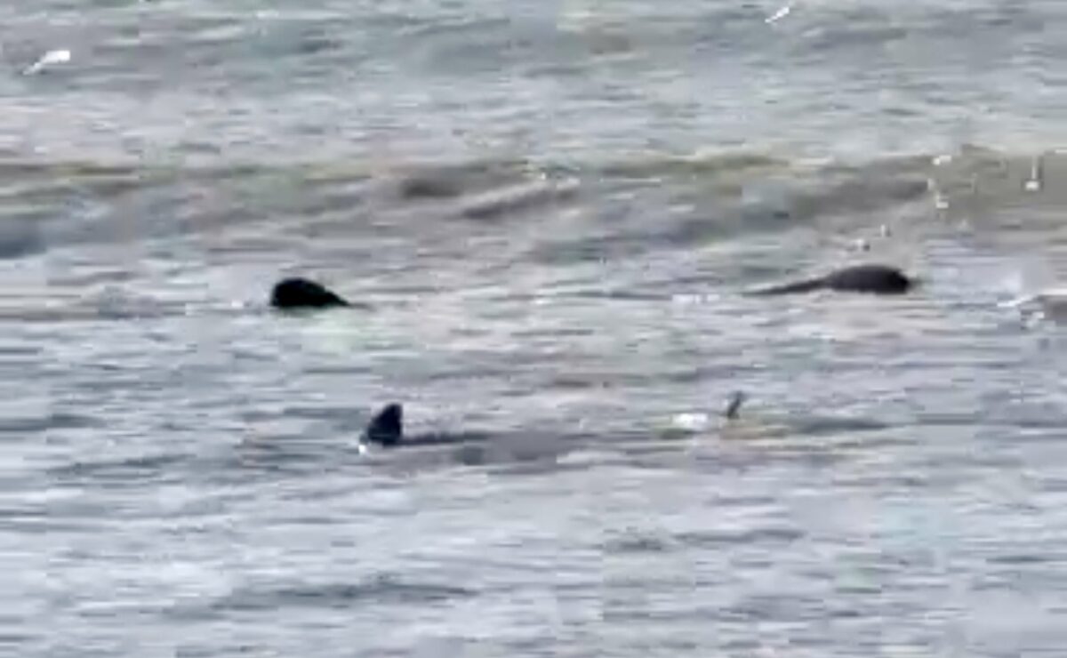 2 whale sharks spotted off CamSur coast
