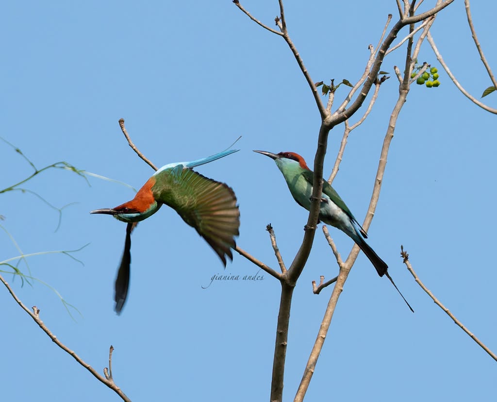 Rufous-crowned bee-eater (Merops americanus)