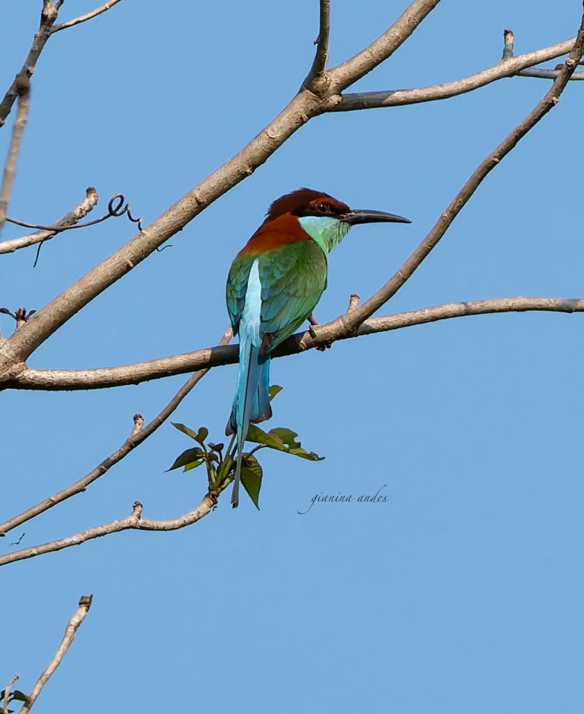 Rufous-crowned bee-eater (Merops americanus)