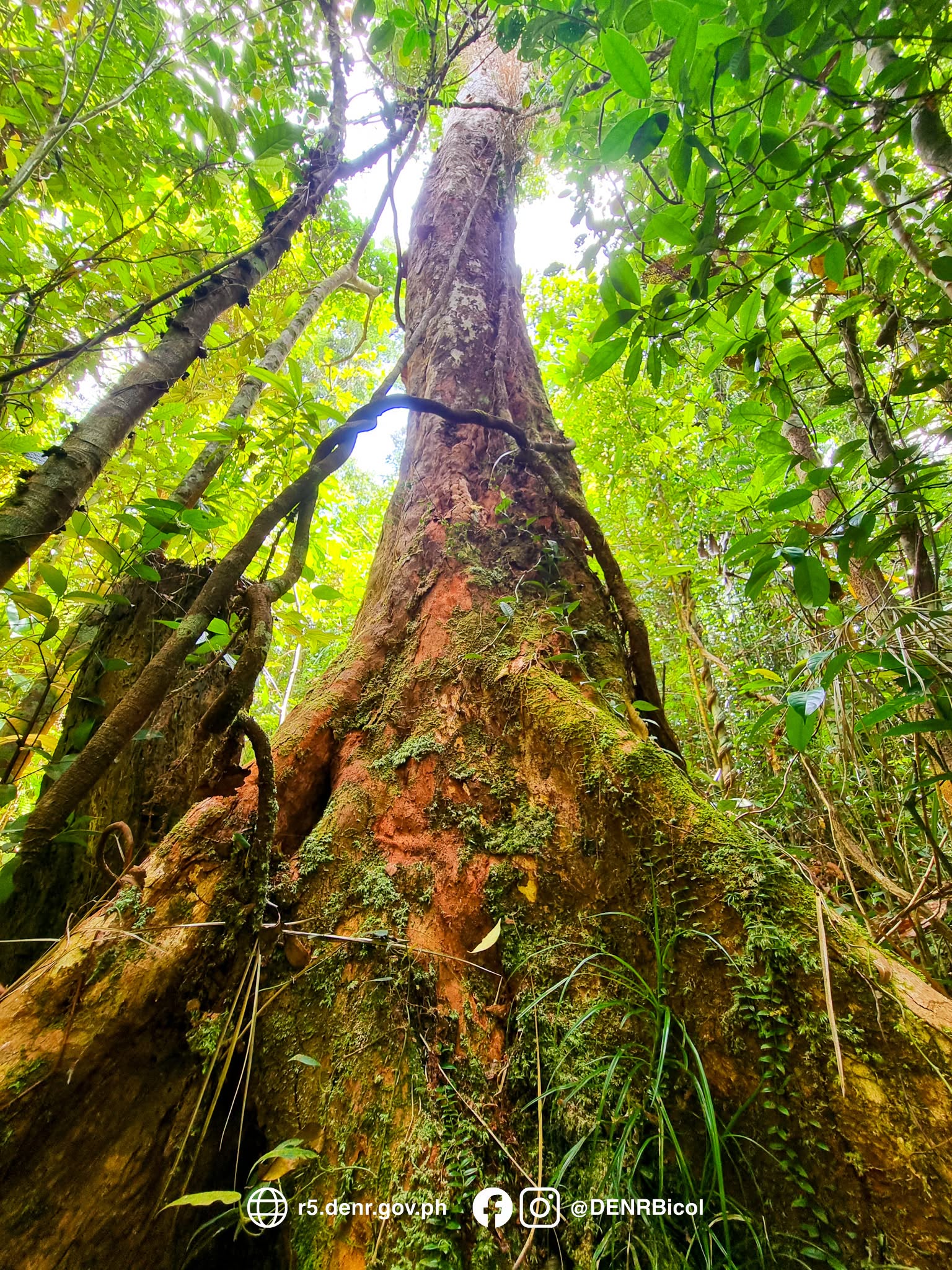 A centuries-old tree, a critically endangered plant and several rare and endemic species are among the botanical treasures documented in Bicol Natural Park during a biodiversity monitoring activity in the second half of 2026.