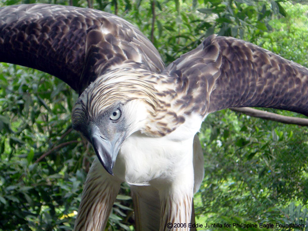 First Philippine eagle bred in captivity turns 20 | Inquirer News