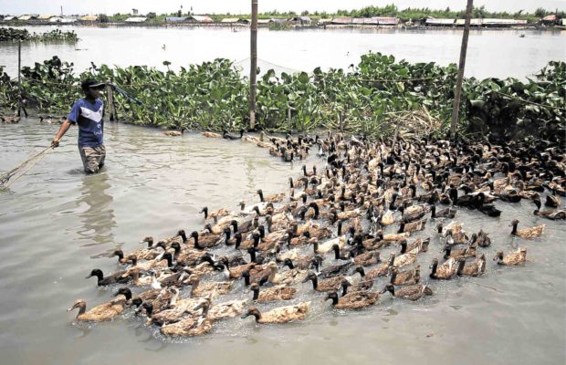 Bird flu virus slips into 2 Nueva Ecija towns | Inquirer News