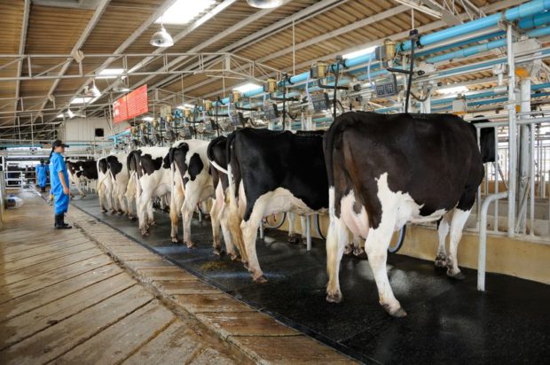 OFWs in New Zealand dairy farms abused, says report | Inquirer News