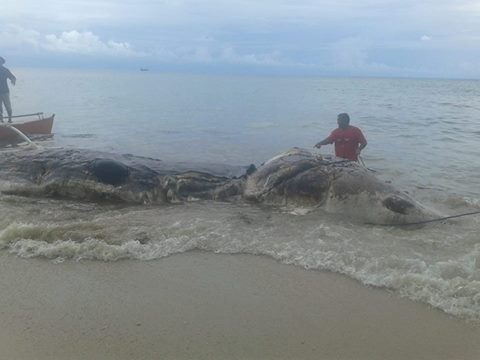 Unidentified dead sea creature found in Southern Leyte | Inquirer News