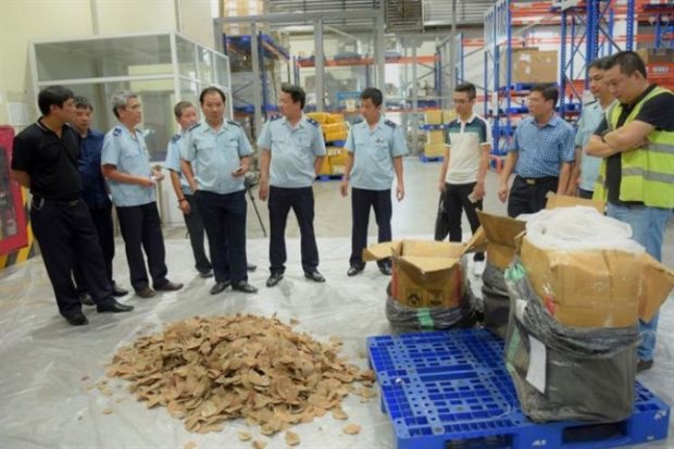Hanoi airport seizes ton of pangolin scales, ivory