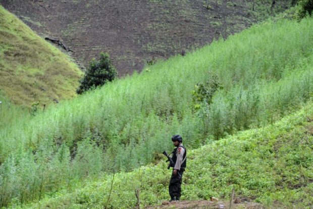 Up in smoke Indonesia burns mountain of marijuana 