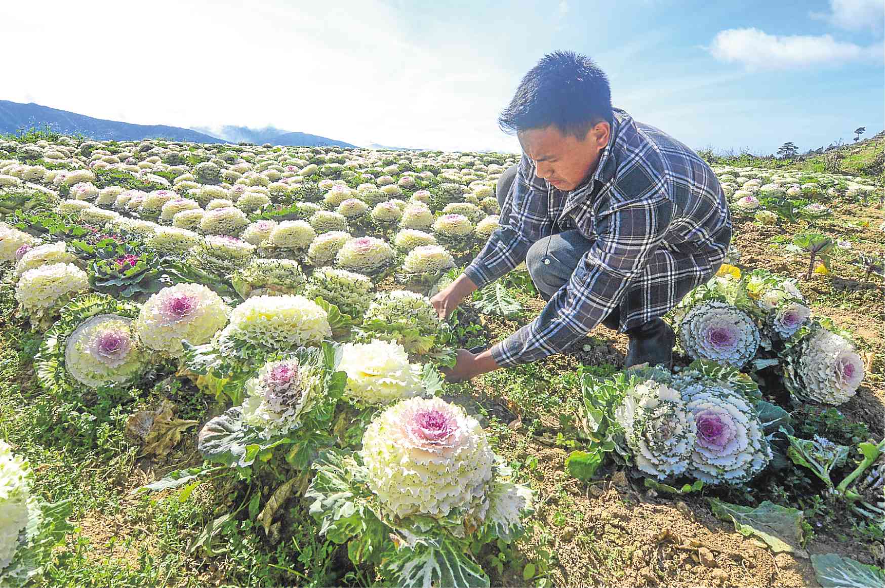 Ode to flowers In Benguet, flowers make Atok men bloom Inquirer News