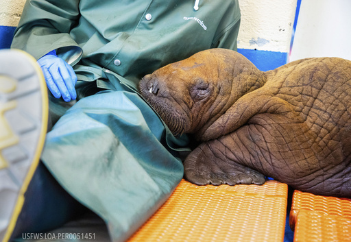 A Pacific walrus pup rests his head on the lap of a staff member after being admitted to the center's Wildlife Response Program in Seward, Alaska, on Tuesday, Aug. 1, 2023.