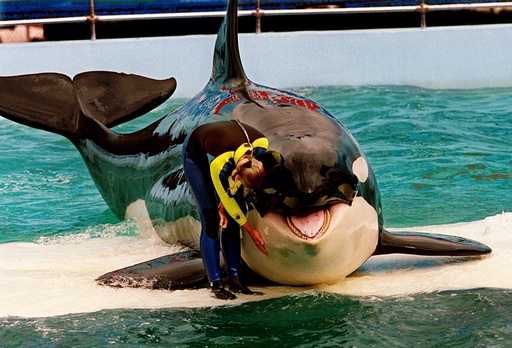  Lolita the orca dies at Miami Seaquarium after half-century in captivity