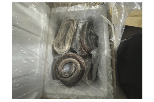 Illegally imported goose intestines hidden under rattlesnakes, US says