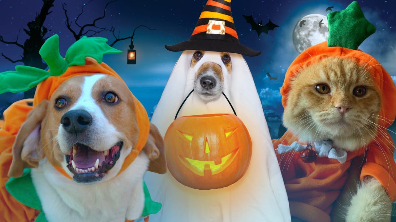 Halloween: Pets thrust into ‘purr-anormal’ season