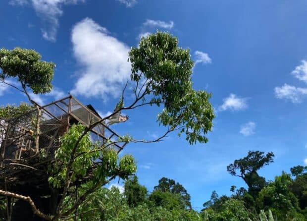 2 more Philippine eagles released into Leyte forests