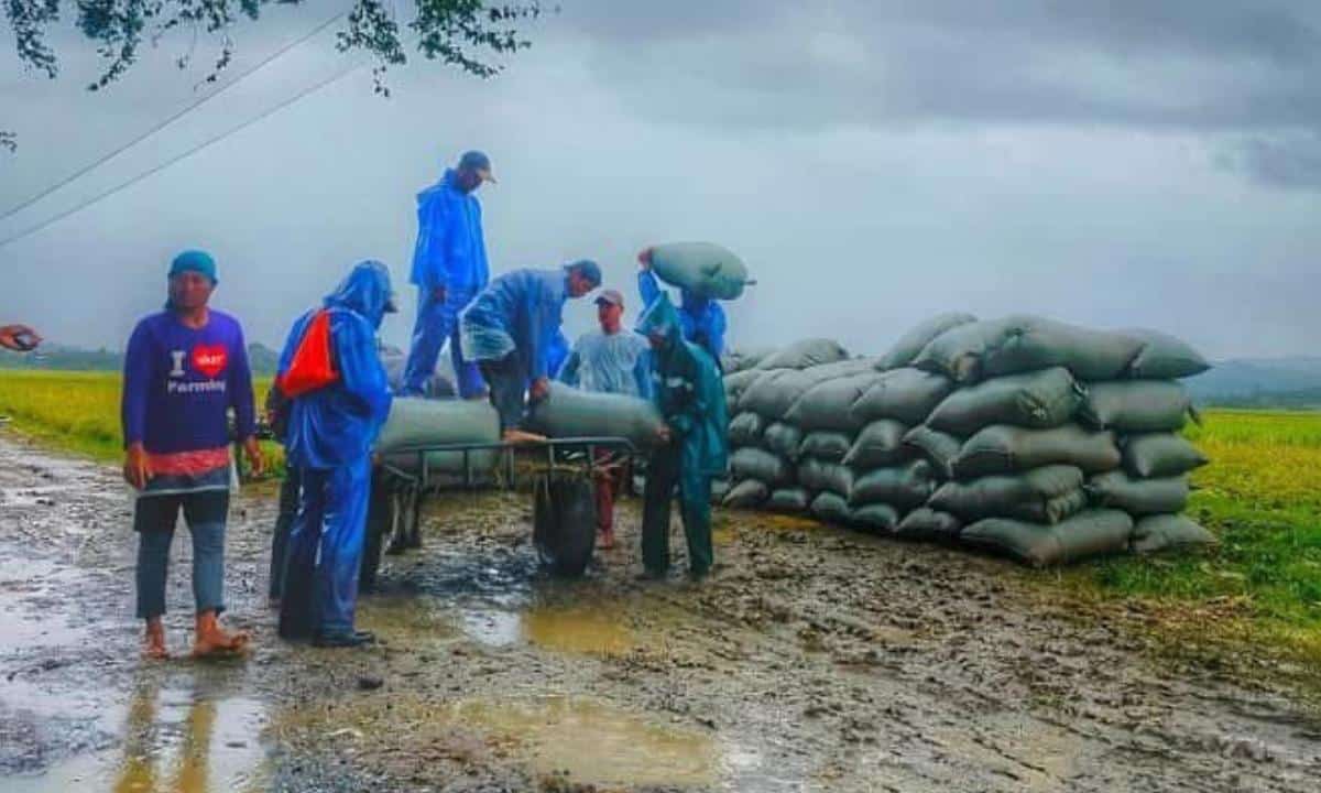 Cagayan farmers brave Nando to save palay harvest