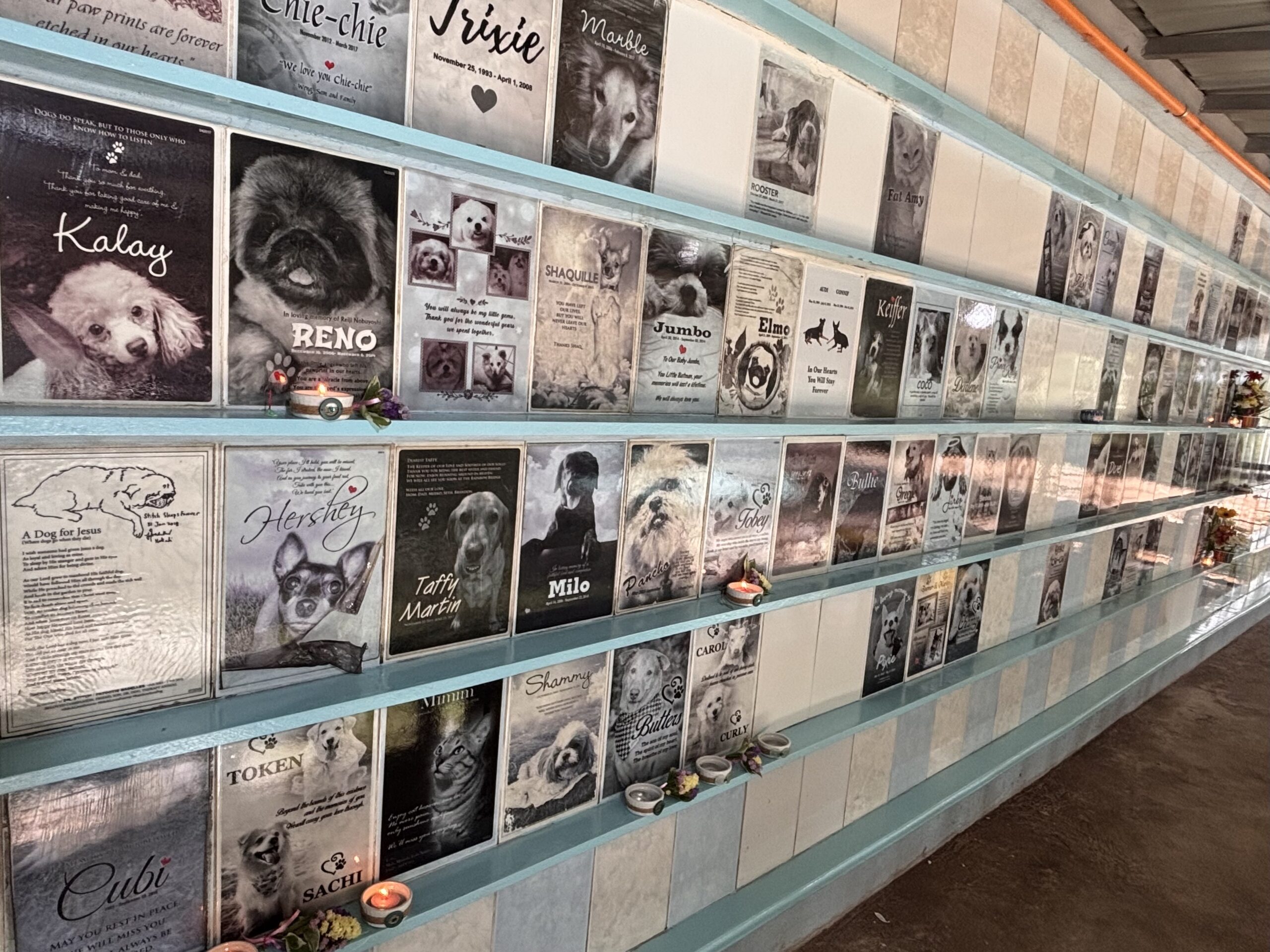 PAWS Pet Memorial Wall brings comfort to grievers of departed pets