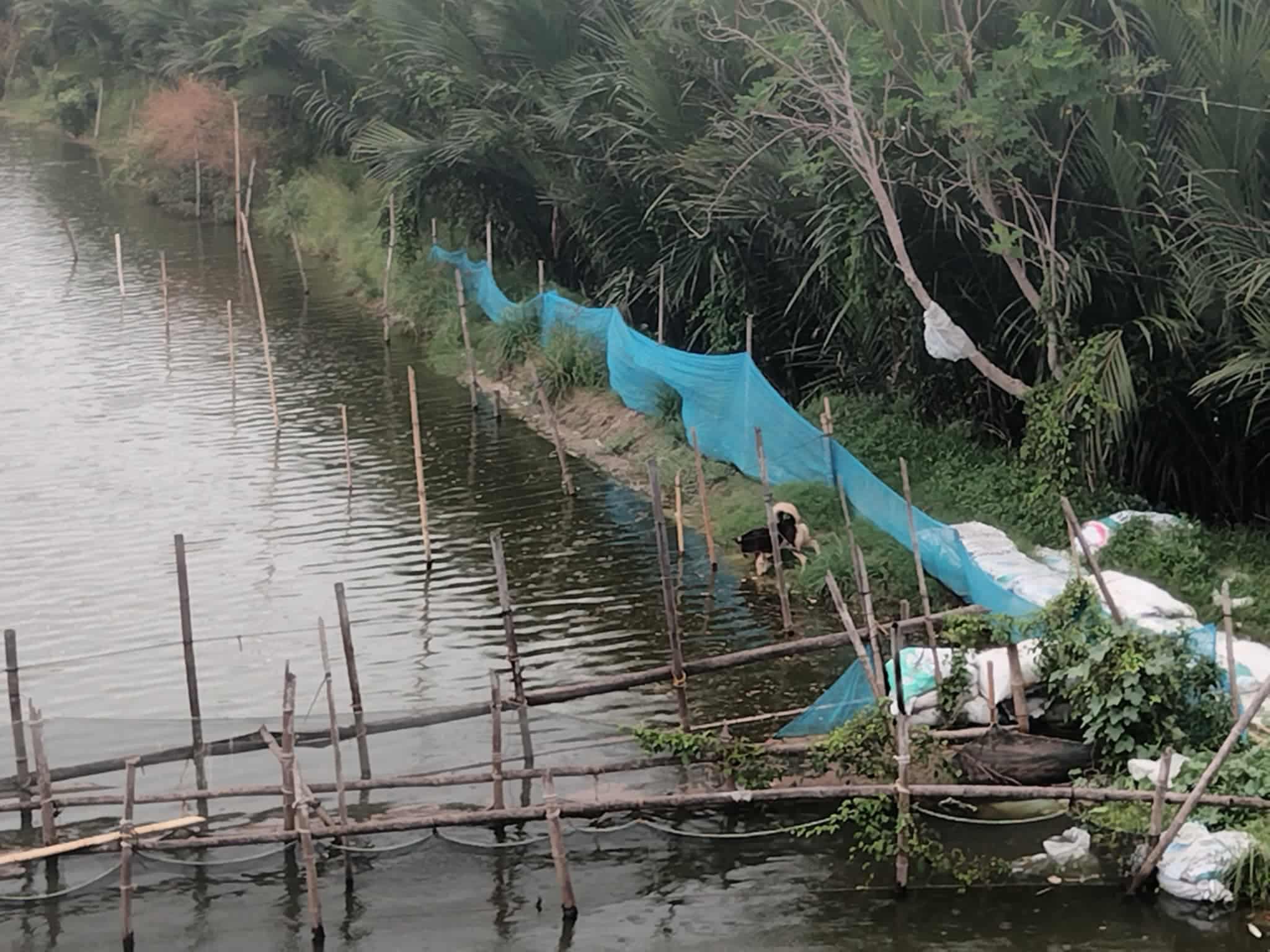 Pangasinan bangus growers fortify ponds as Uwan approaches