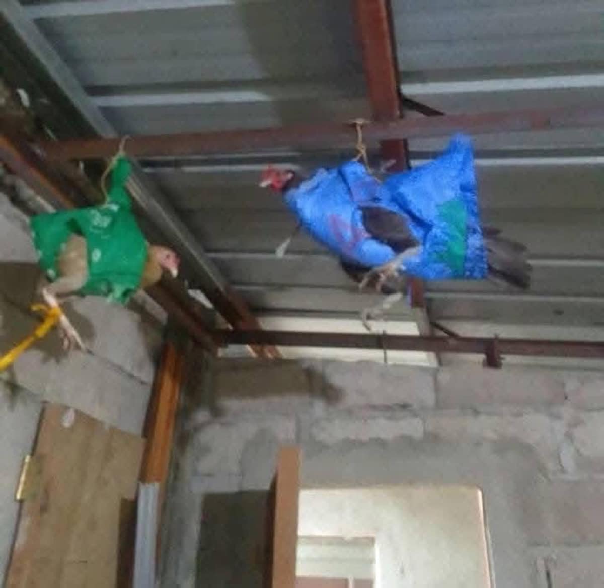 Hanging for dear life: Net-bagged Capiz chickens survive Tino’s fury